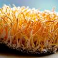 Cordyceps Militaris Mushroom